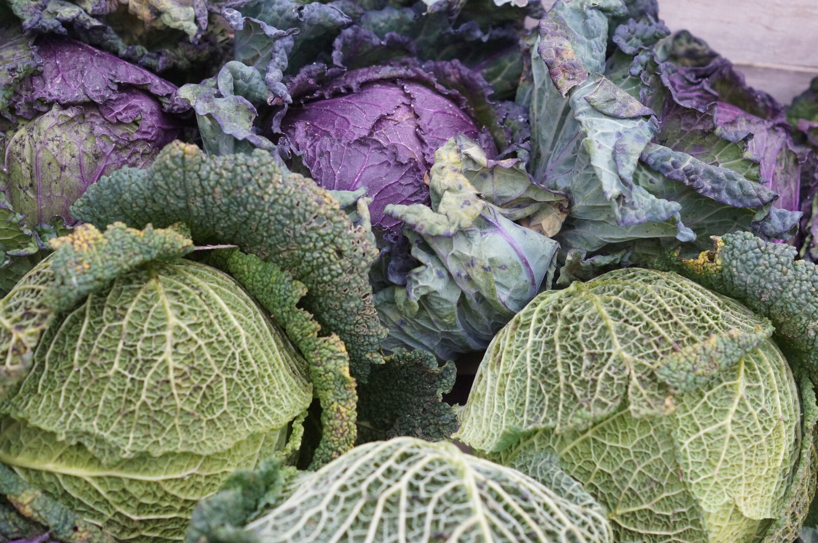 Sony SLT-A37 + Sony DT 50mm F1.8 SAM sample photo. Cabbage, farmers, market, fresh photography