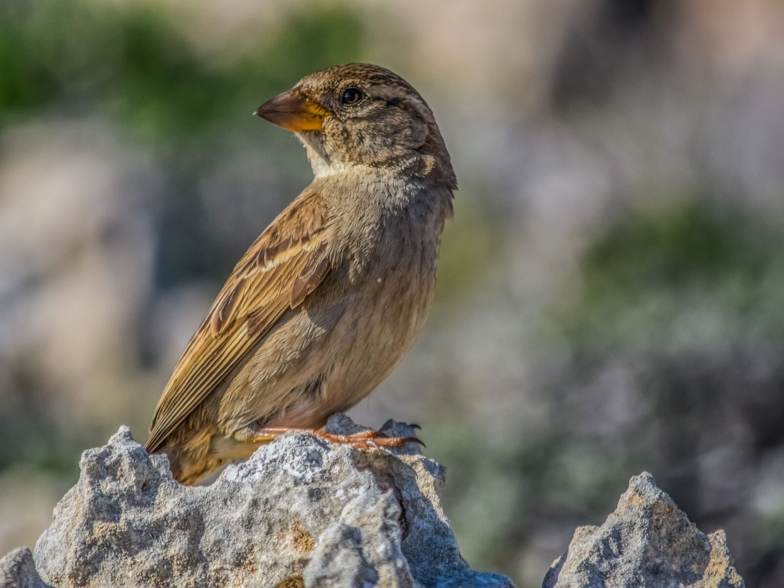 Nikon D3300 sample photo. Sparrow, nature, wildlife photography