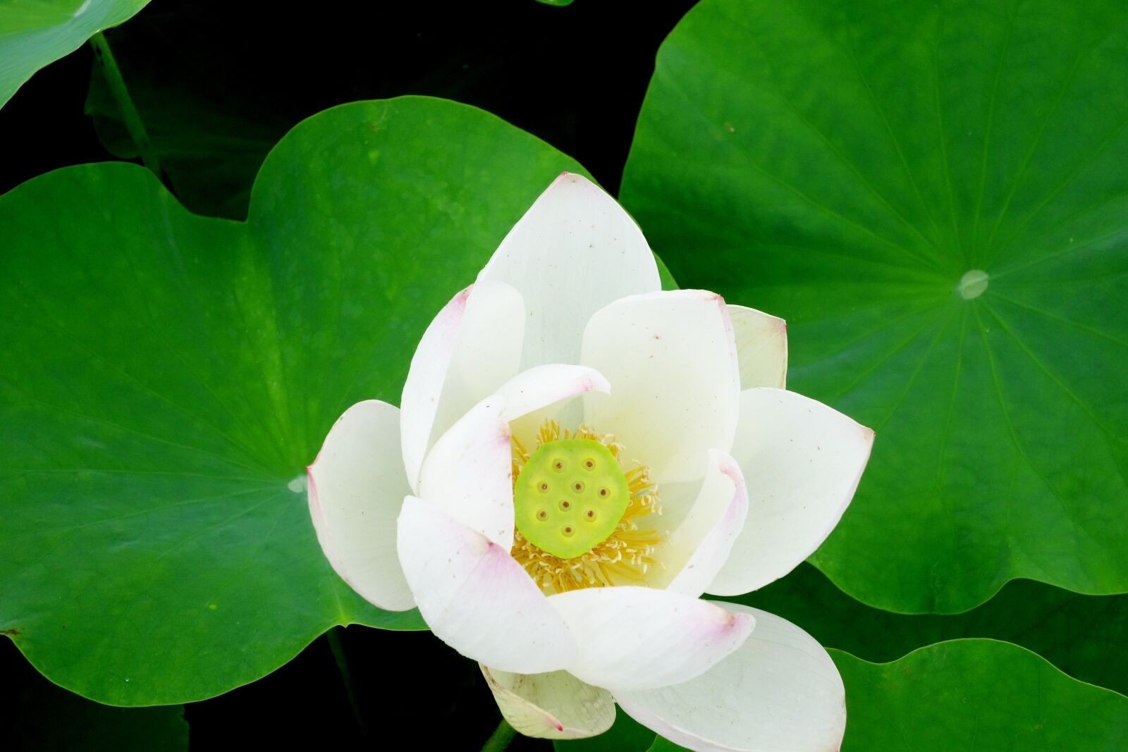 Sony Cyber-shot DSC-RX100 sample photo. Flowers, anapji, lotus photography