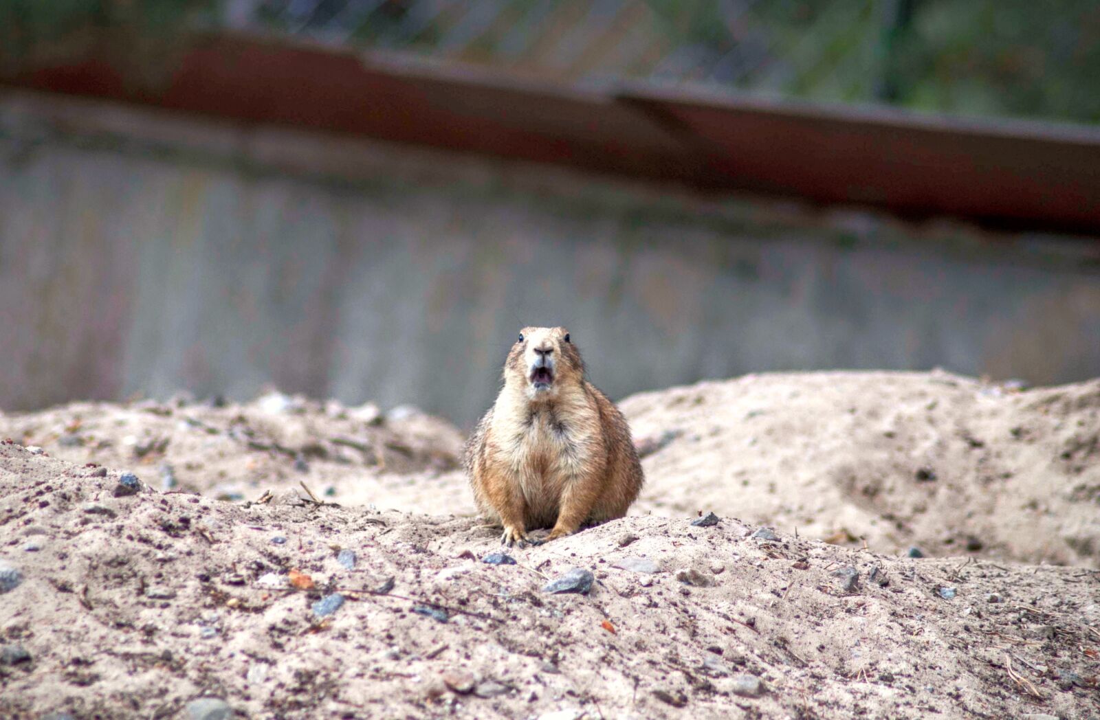 Nikon D90 sample photo. The prairie dog, surprised photography