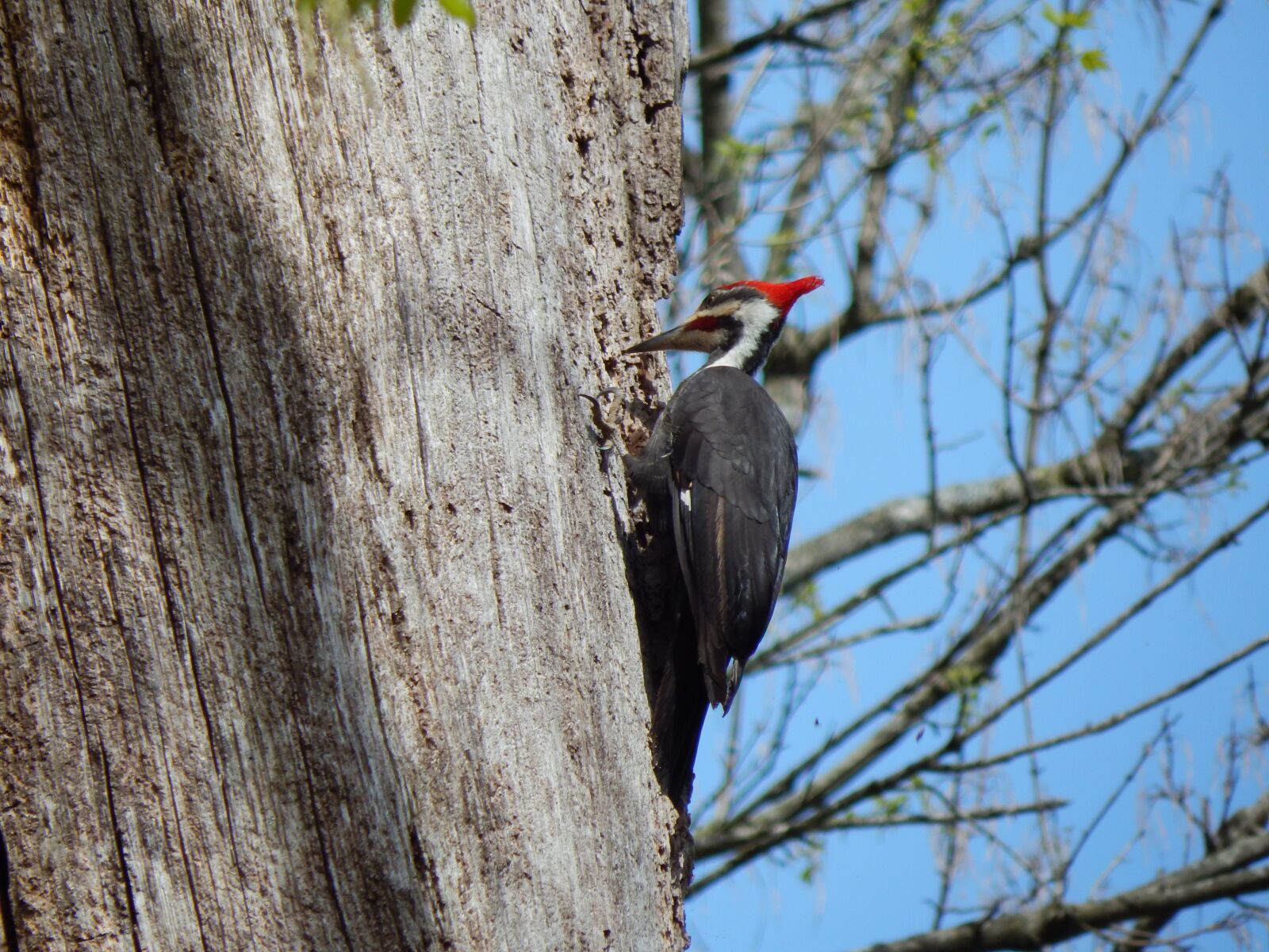 Nikon Coolpix L830 sample photo. Pileated woodpecker, woodpecker, dryocopus photography