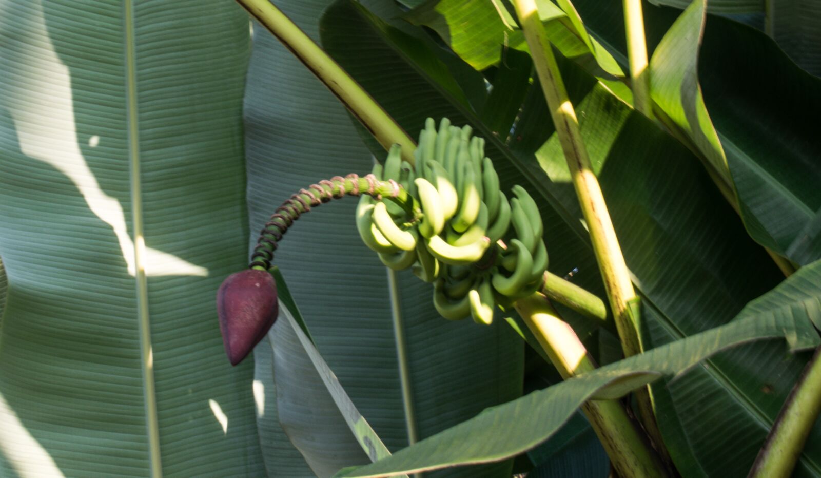 Nikon D3300 sample photo. Banana, kaveri, sugar free photography