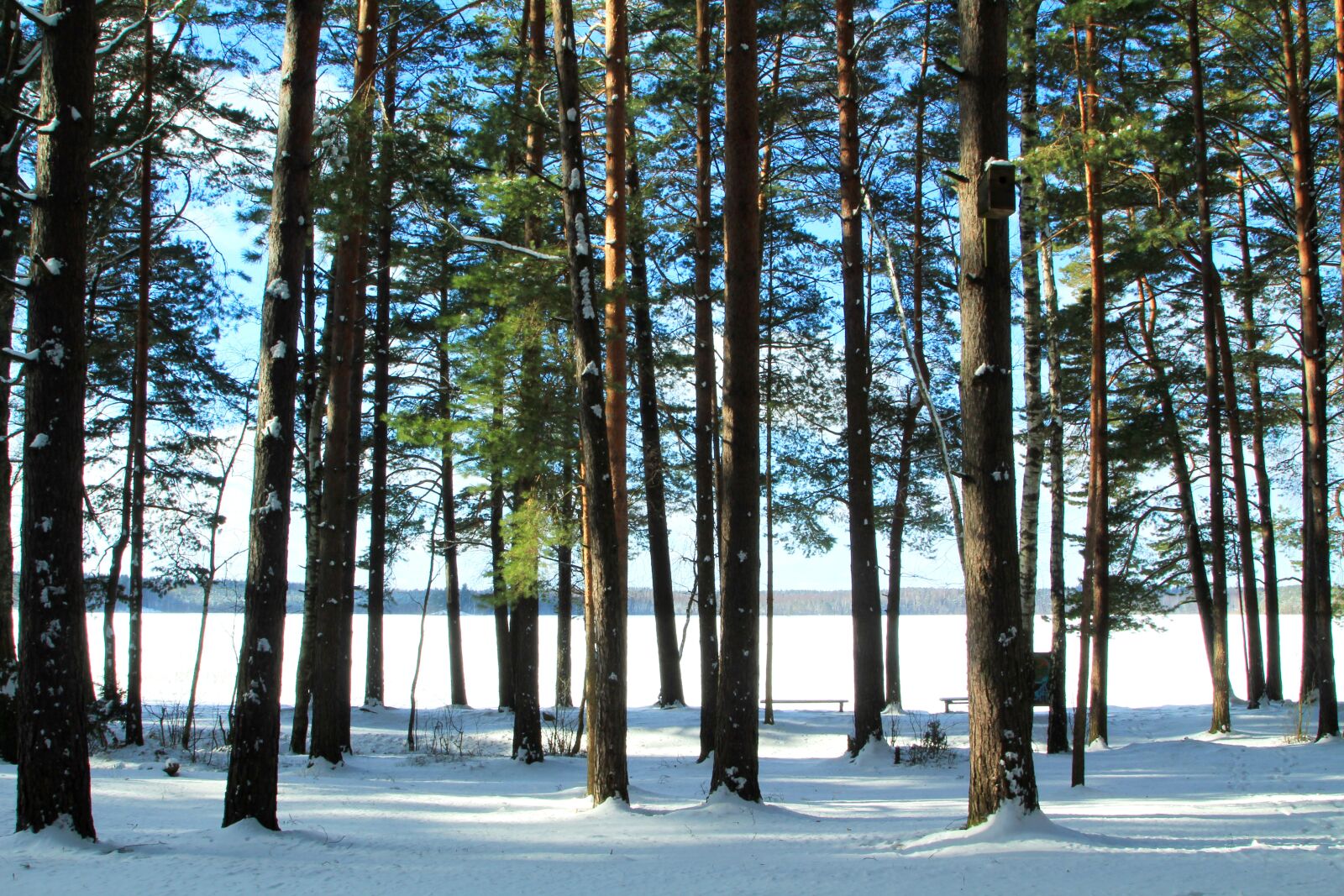 Canon EOS 550D (EOS Rebel T2i / EOS Kiss X4) sample photo. Wood, nature, tree photography
