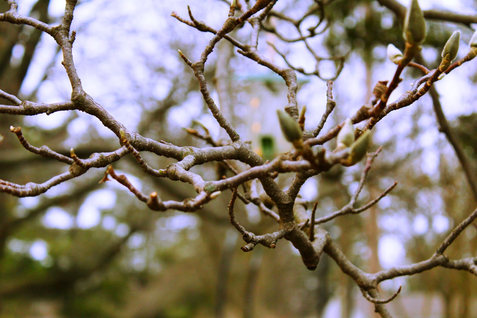 Canon EOS 1200D (EOS Rebel T5 / EOS Kiss X70 / EOS Hi) sample photo. Branch, green, growing, tree photography