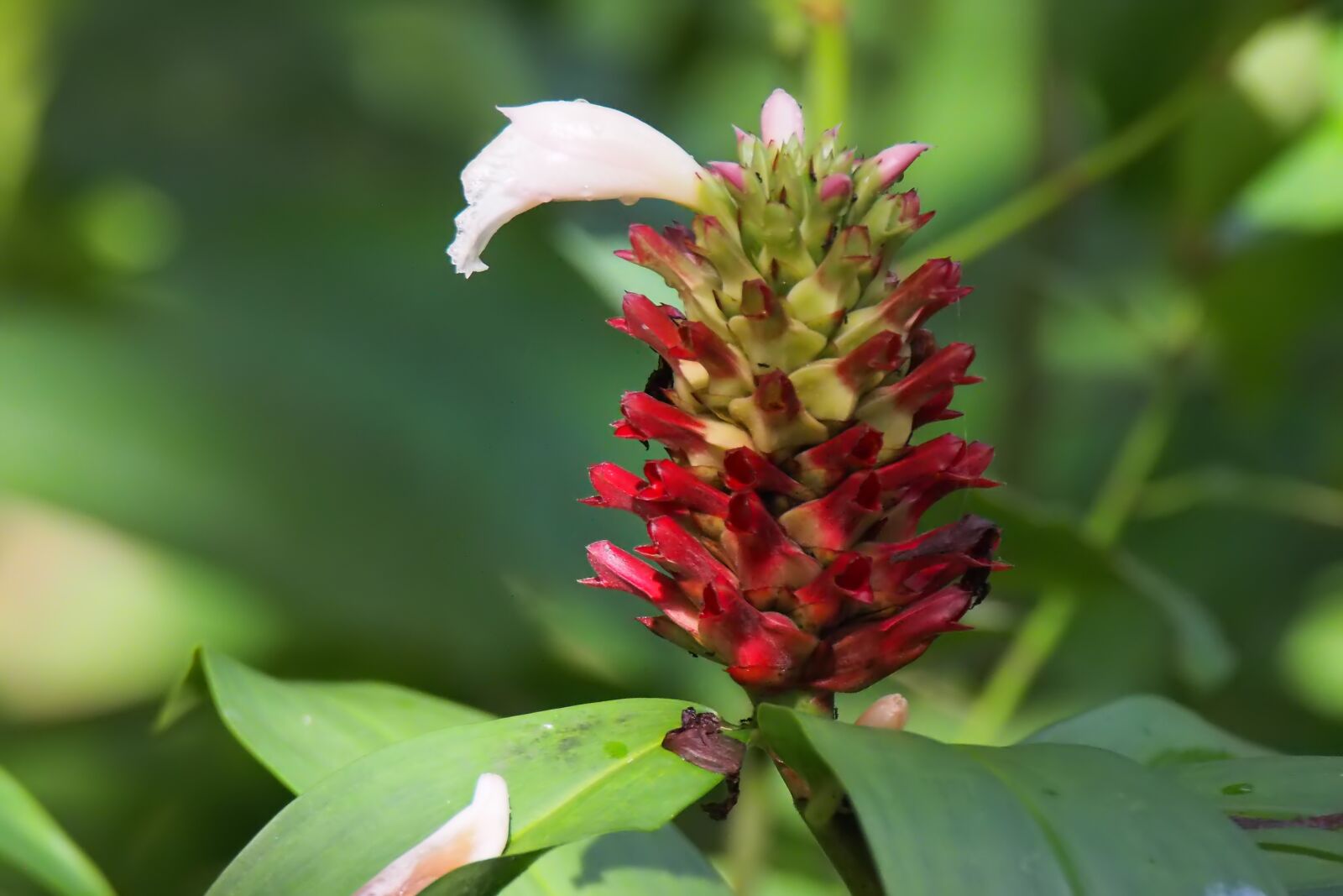 Olympus OM-D E-M1 sample photo. Plant, flower, wild photography