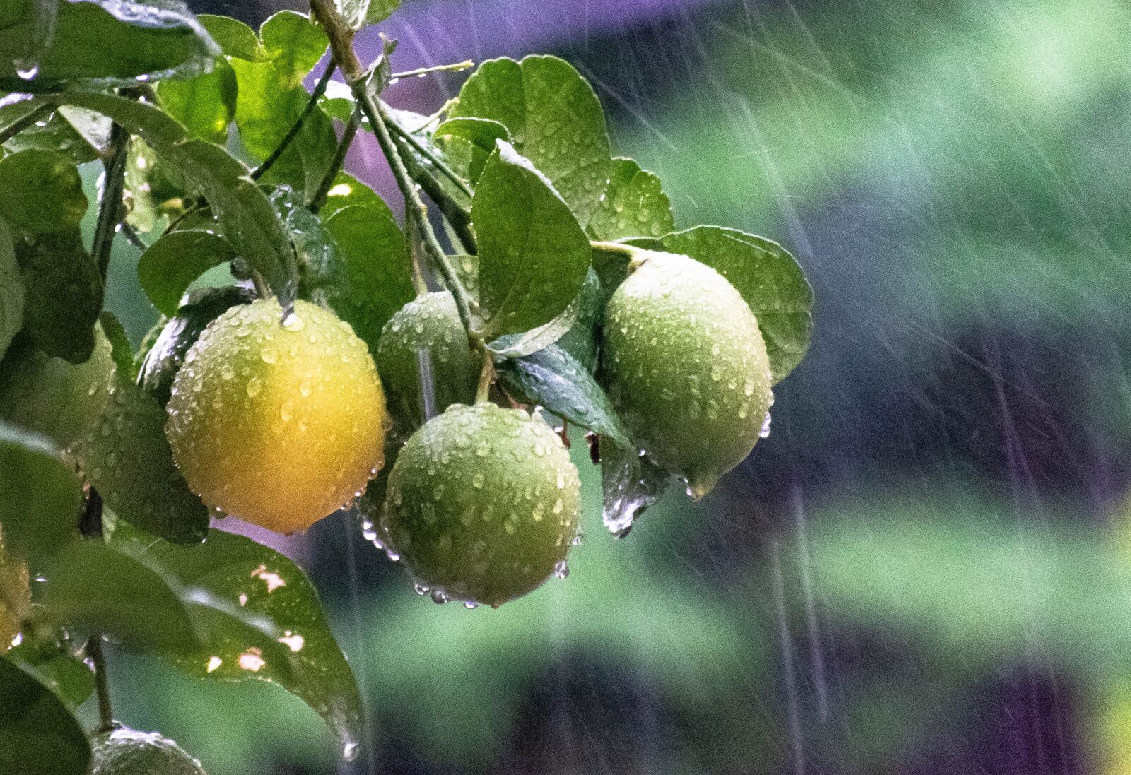 Nikon D3300 sample photo. Rains, raining, water photography