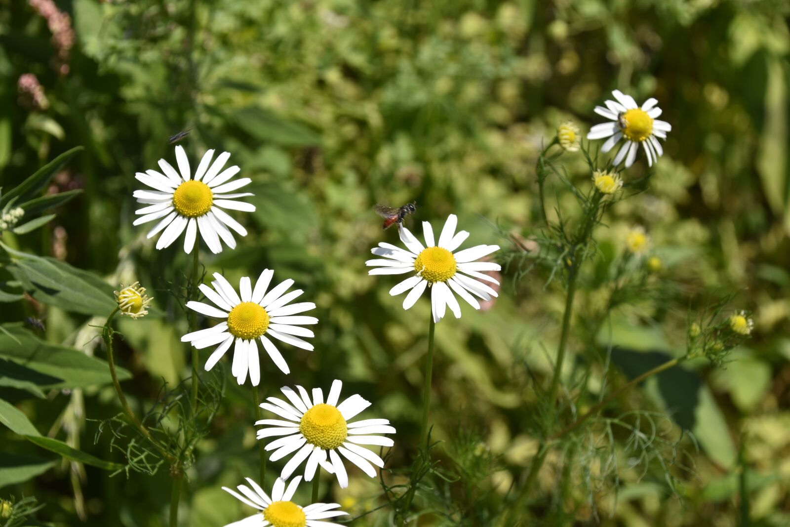 Nikon D5600 sample photo. Flower, daisies, white petals photography