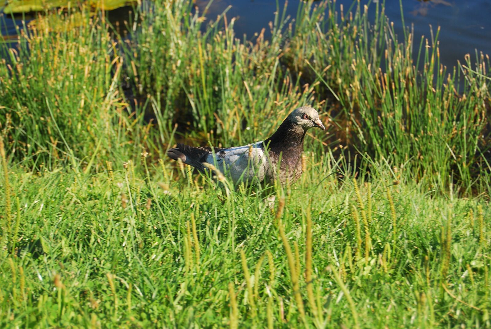 Nikon D60 sample photo. Dove, grass, nature photography