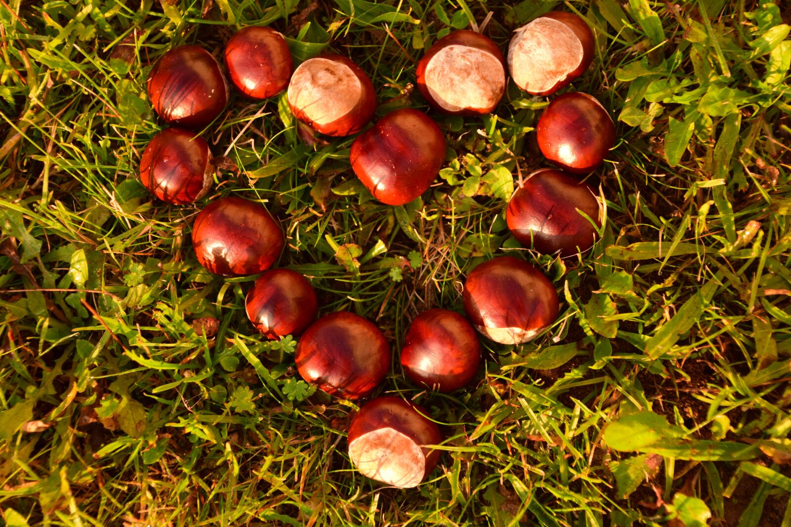 Nikon D3300 sample photo. Heart, chestnut, horse chestnut photography