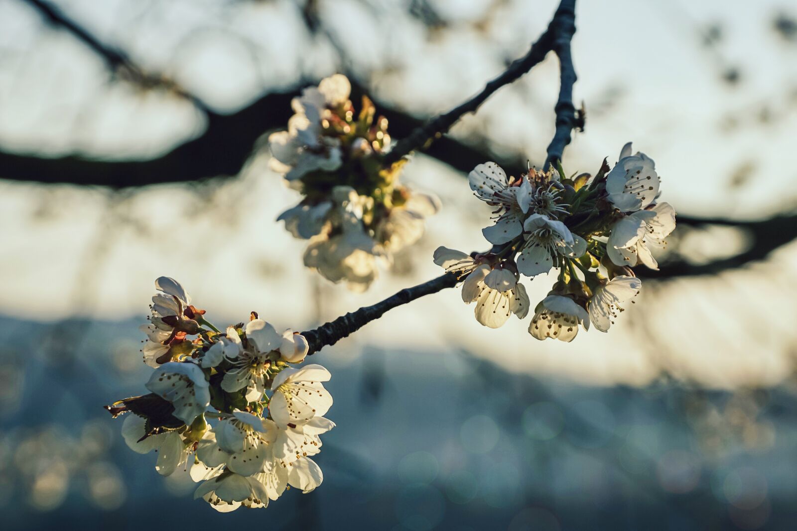 Sony DT 18-135mm F3.5-5.6 SAM sample photo. Cherry blossoms, cherries, spring photography
