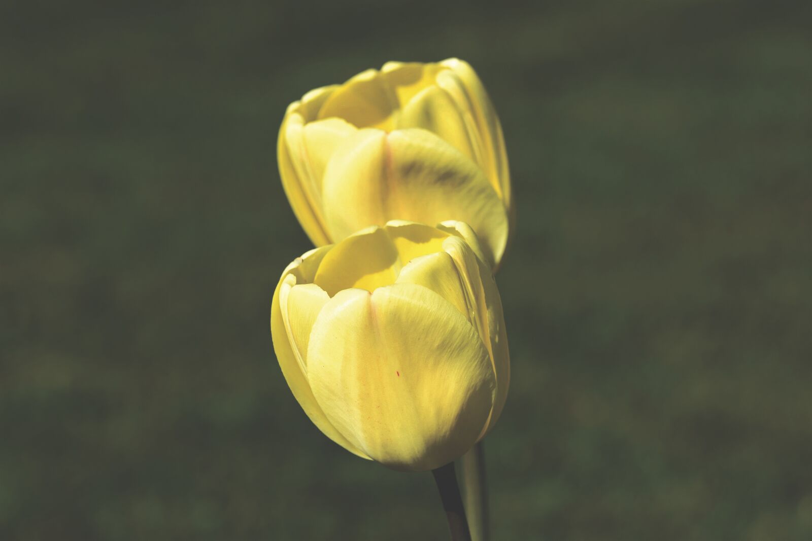 Nikon D7200 sample photo. Tulip, tulpenbluete, spring flower photography