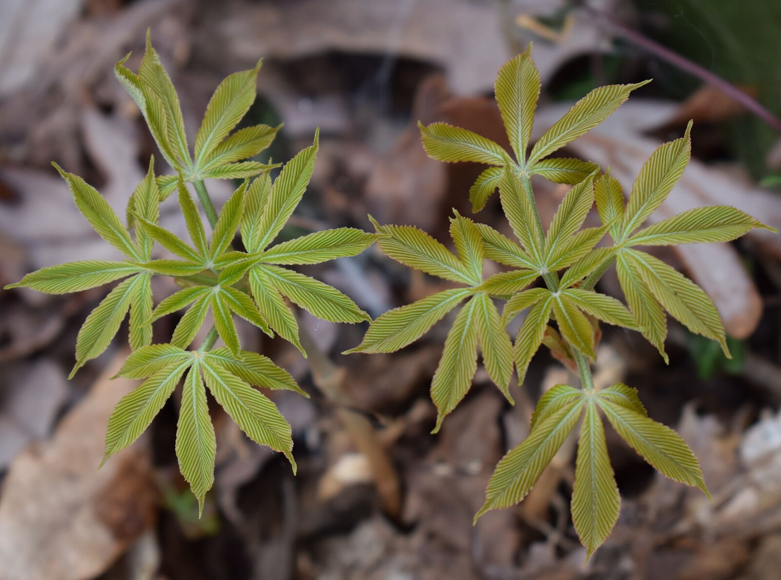 Nikon D3300 sample photo. Japanese chestnut leaves open photography