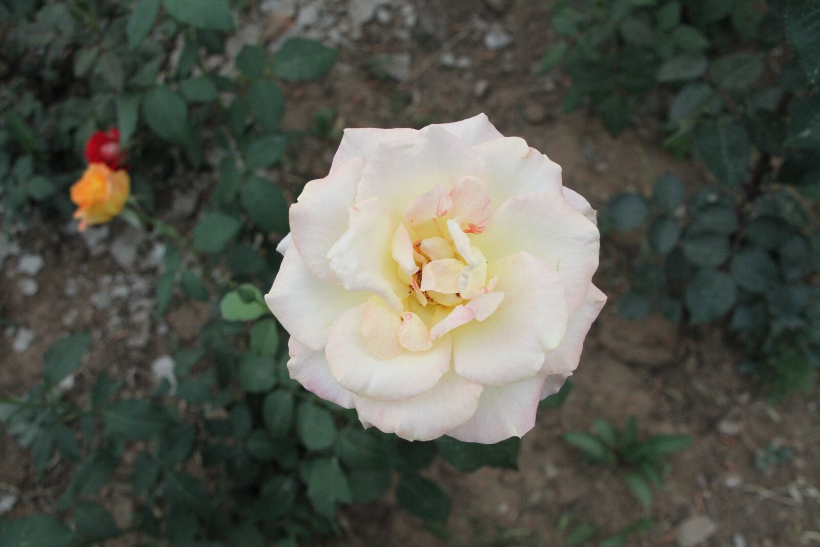Canon EOS 7D sample photo. Chinese rose, flower, rose photography