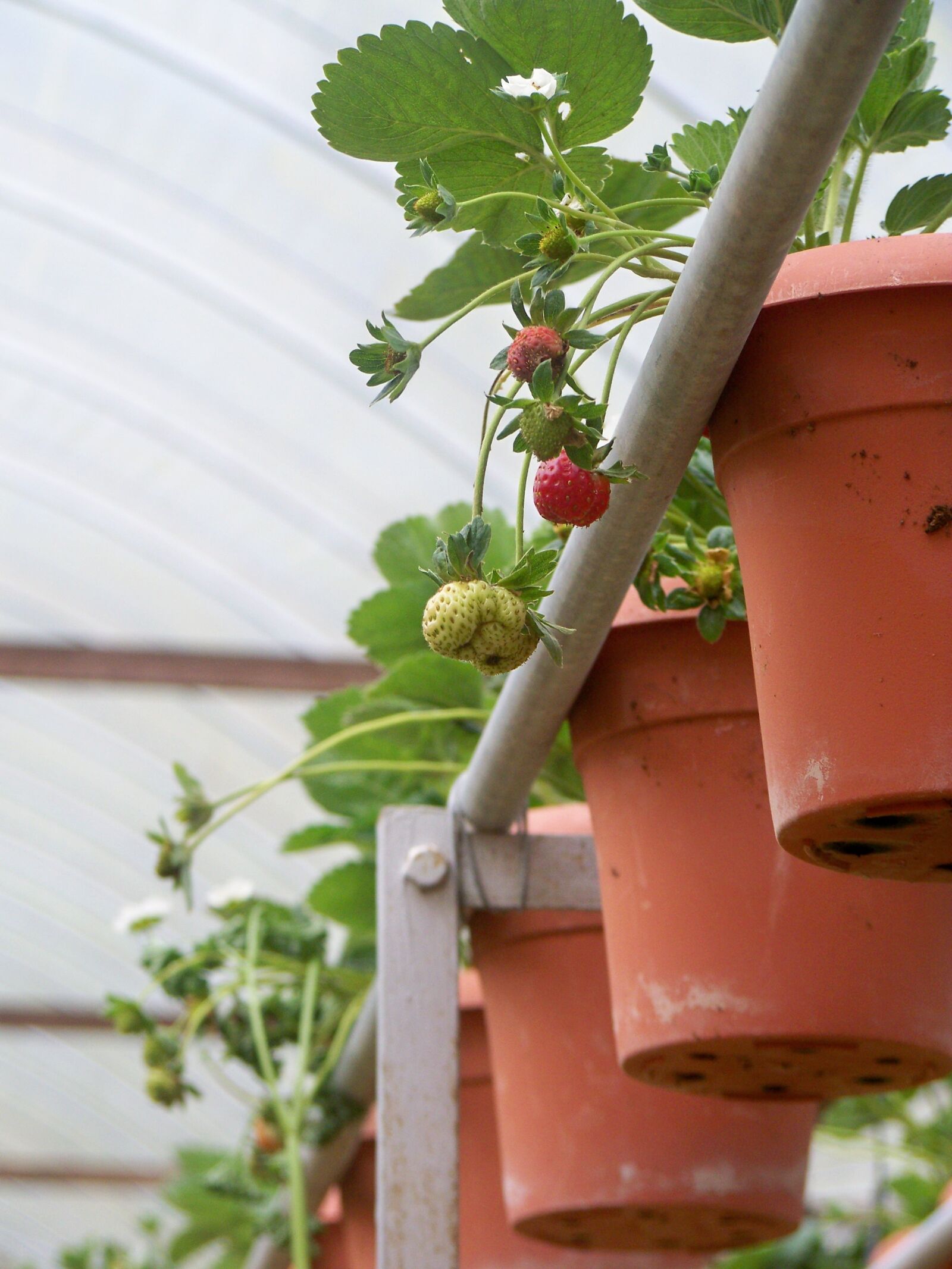 Kodak EASYSHARE Z1012 IS DIGITAL CAMERA sample photo. Strawberries, farm, leaf photography
