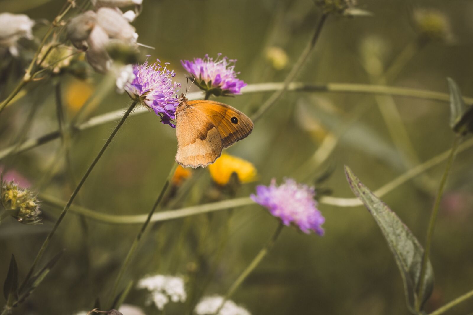 Nikon D7100 sample photo. Meadow, natural lawn, summer photography