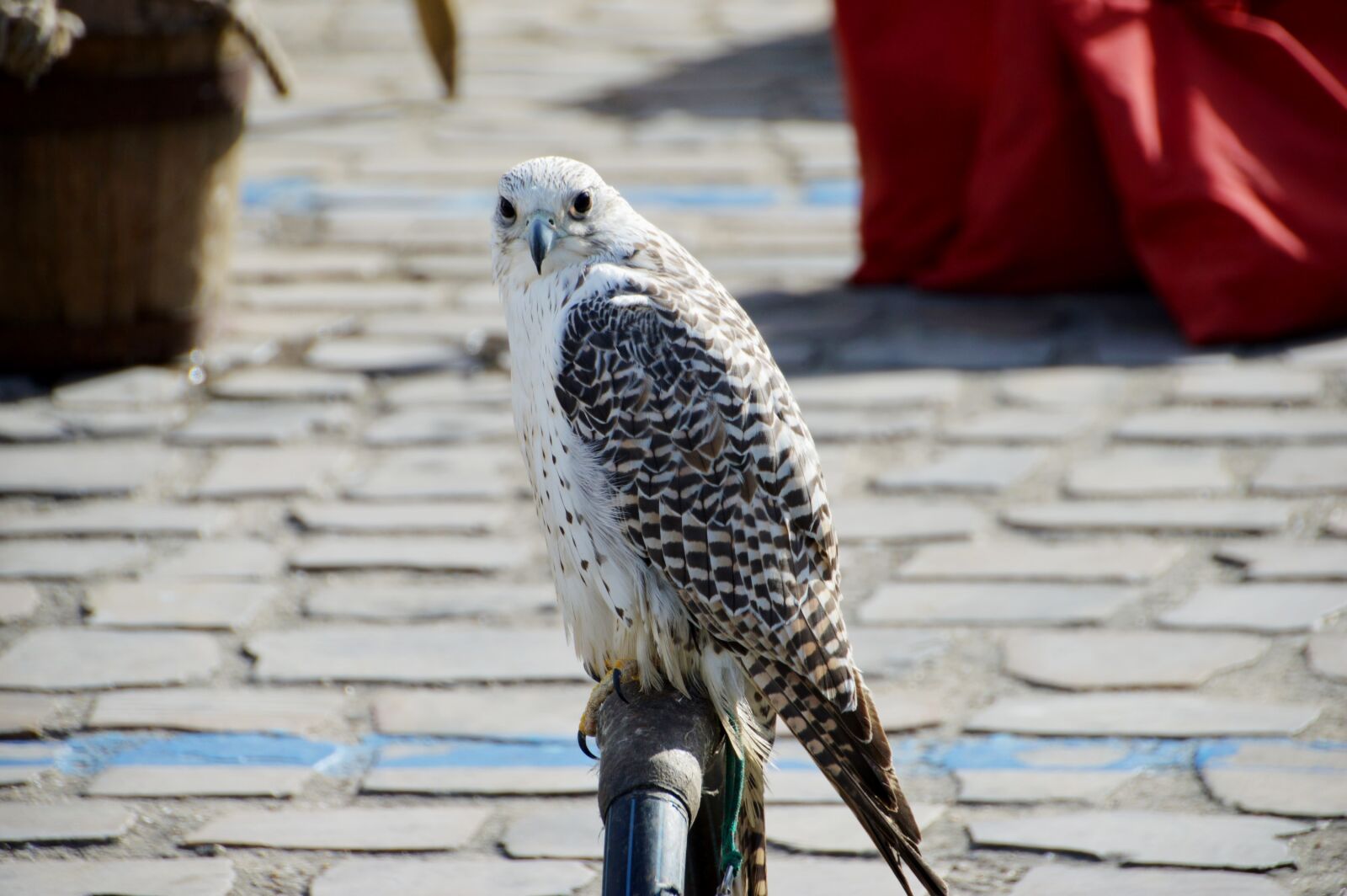 Nikon D3200 sample photo. Buzzard, falcon, bird photography