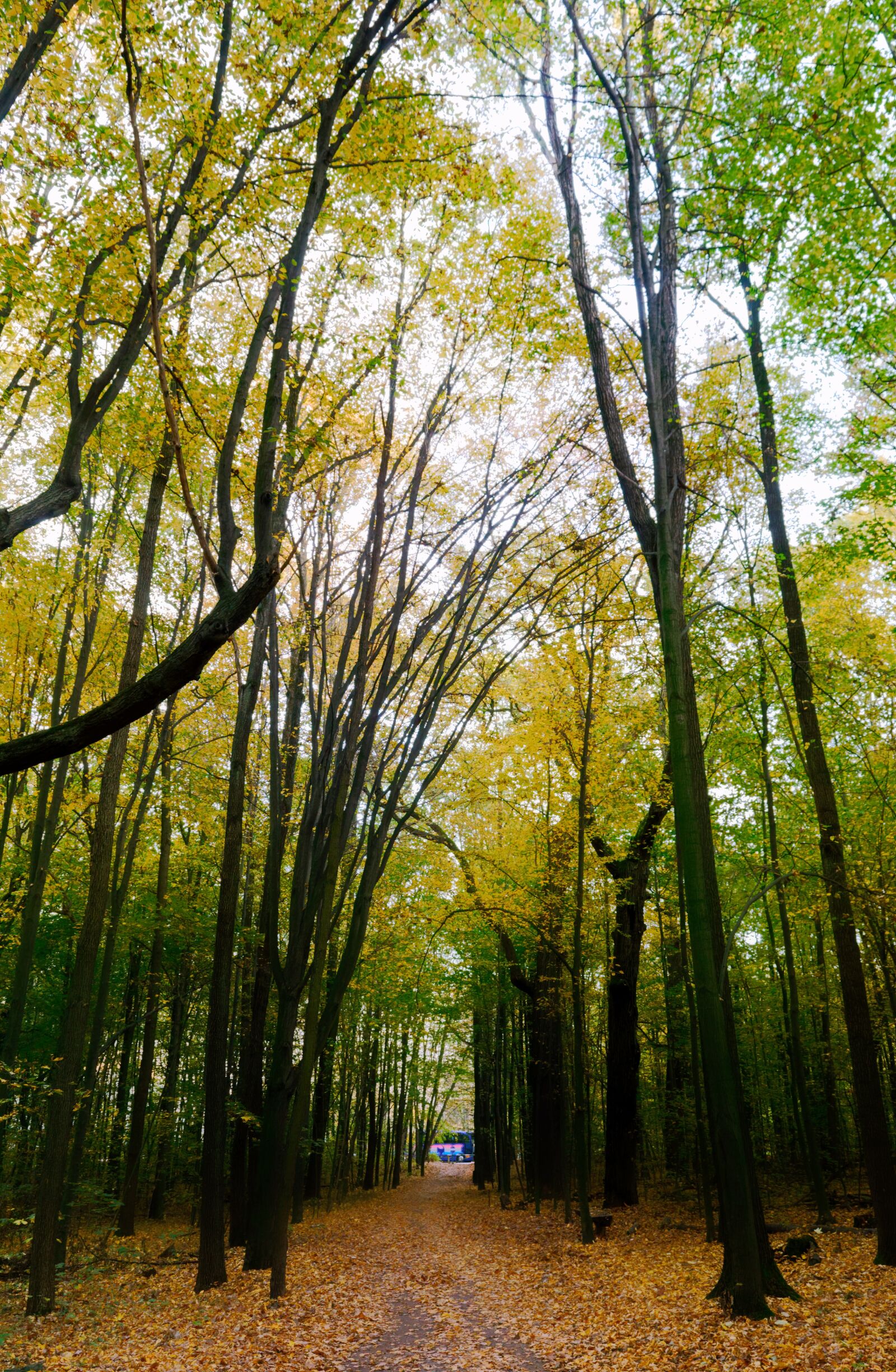 Nikon D3100 sample photo. Landscape, autumn, nature photography