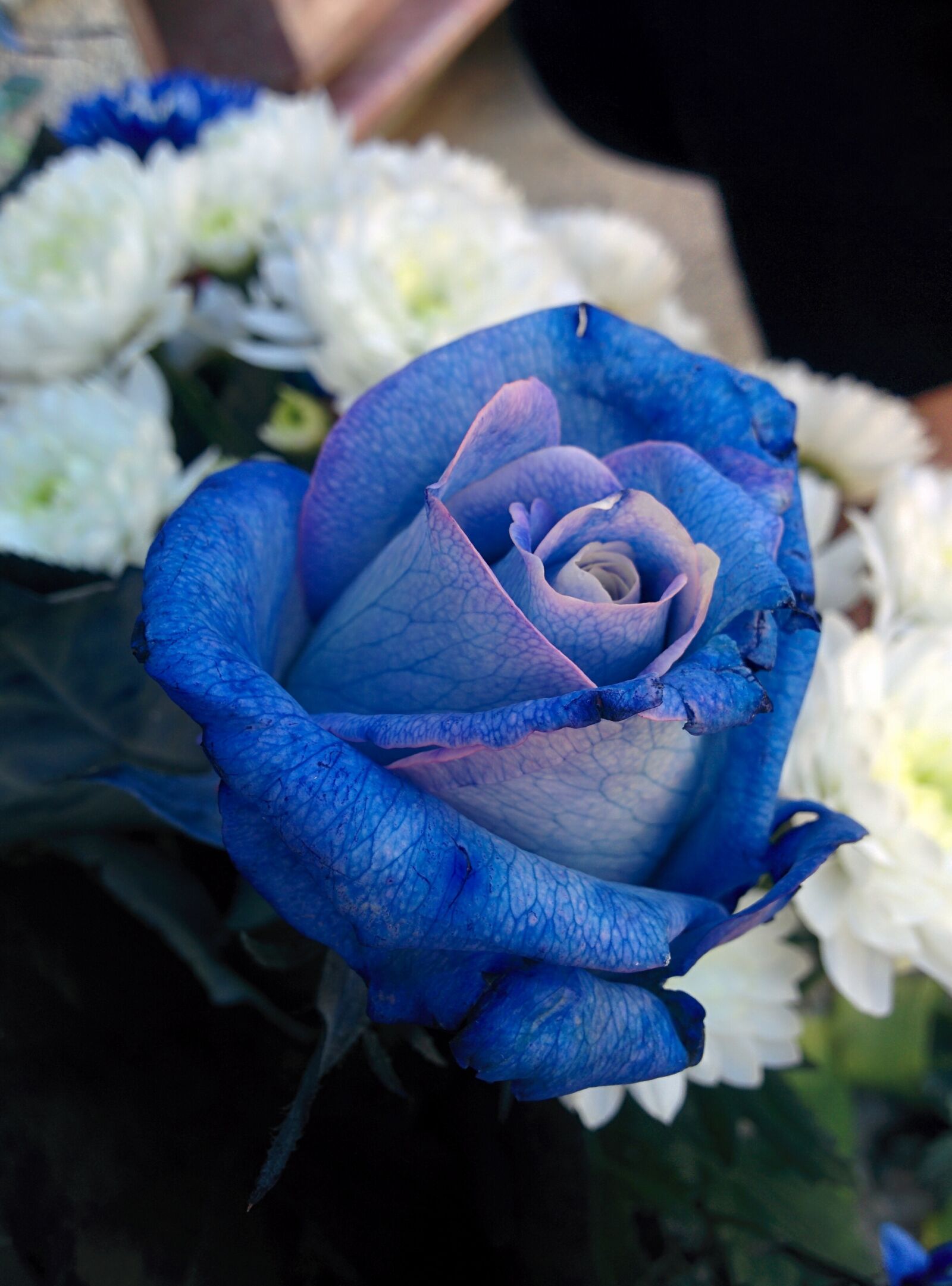 LG Nexus 5 sample photo. Blue rose, flowers, rosa photography