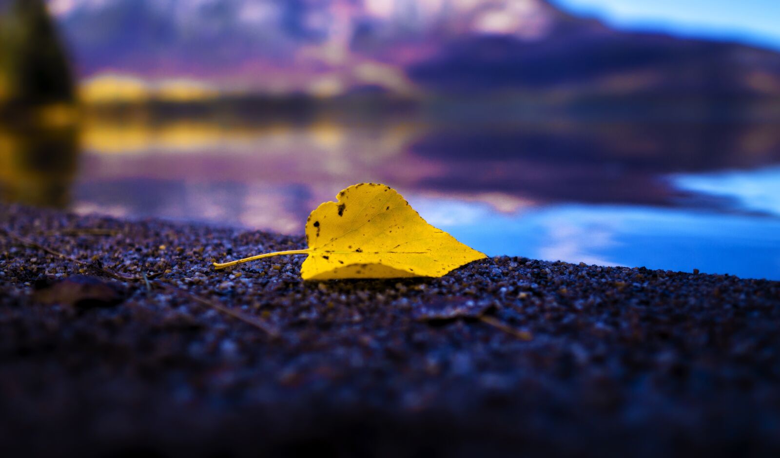 Sigma 16mm F1.4 DC DN | C sample photo. Golden leaf, autumn, fall photography