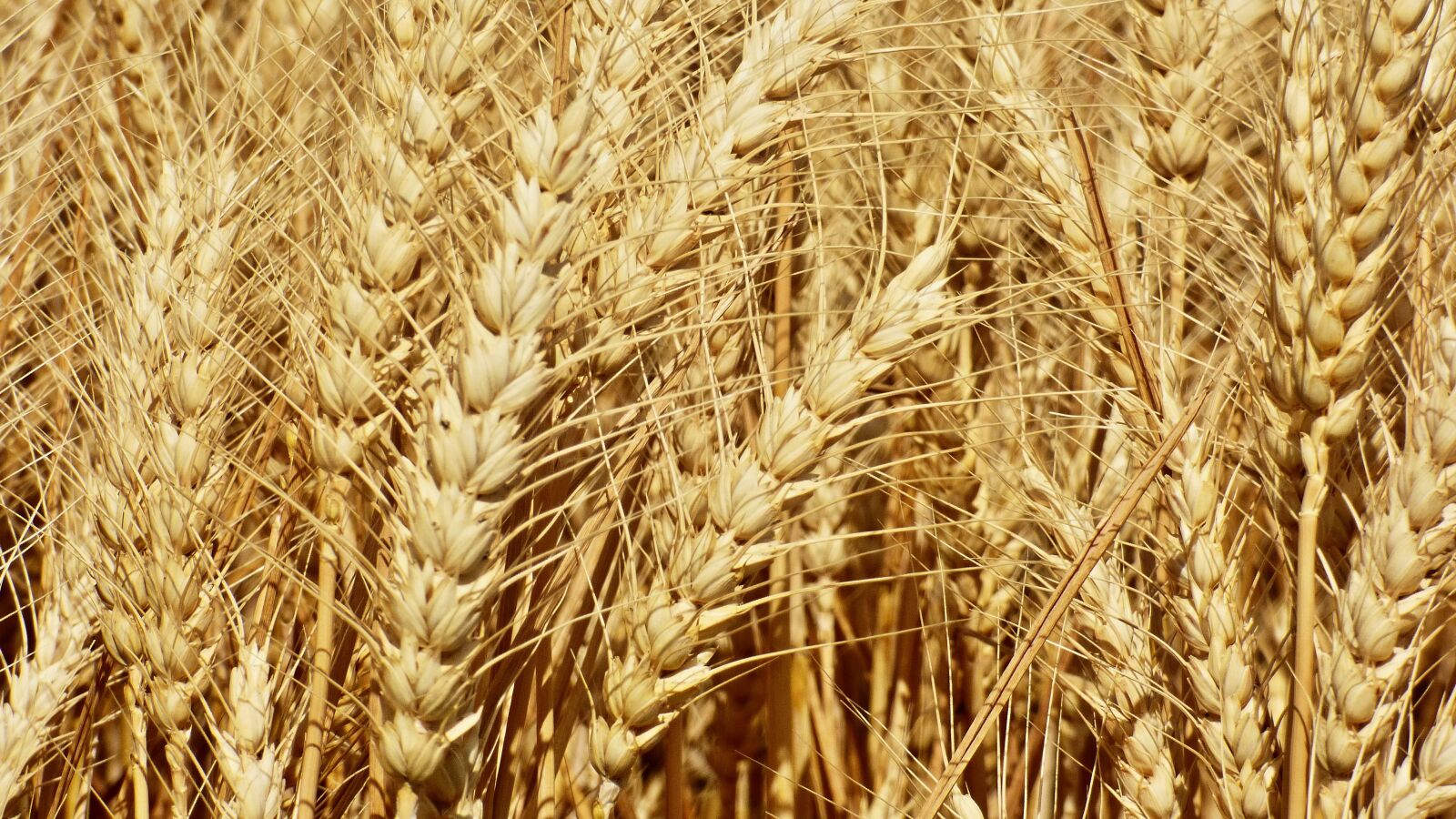 Panasonic DMC-FZ72 sample photo. Wheat, klas, the grain photography