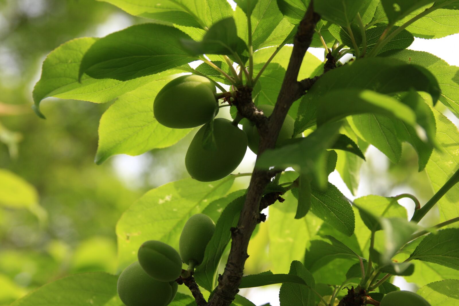 Canon EOS 40D sample photo. Plum, spring, plants photography
