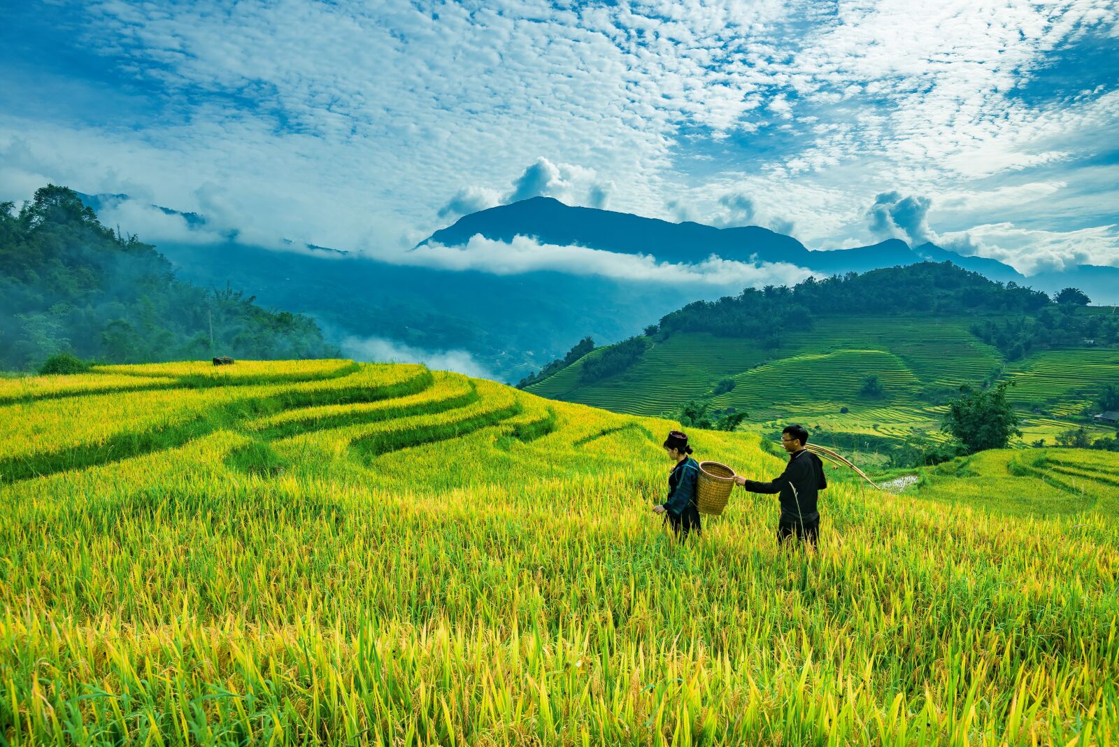 Nikon D750 sample photo. Landscape, terraces, rice photography