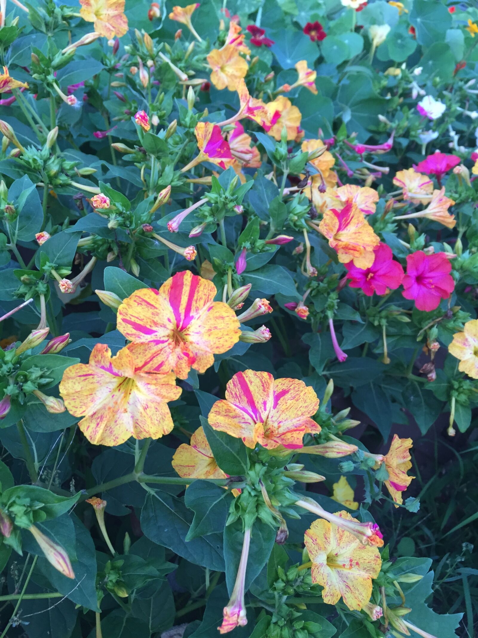 Apple iPhone 6 sample photo