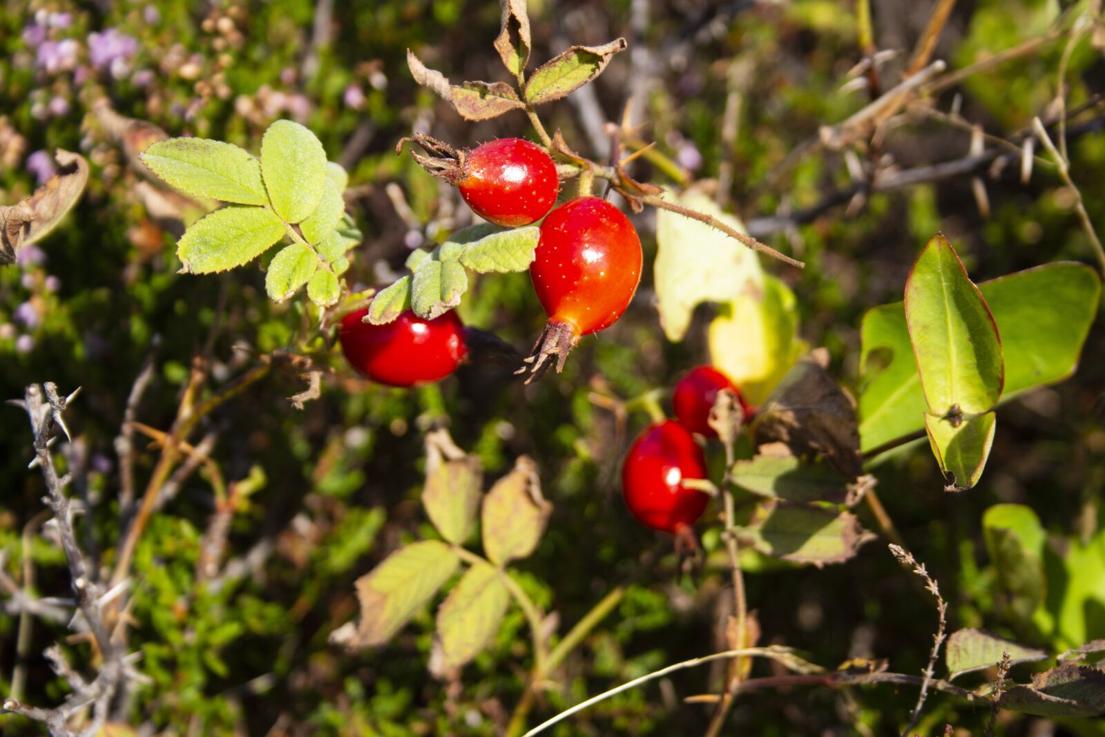 Canon EF-S 18-55mm F3.5-5.6 II sample photo. Nature, forest, autumn photography