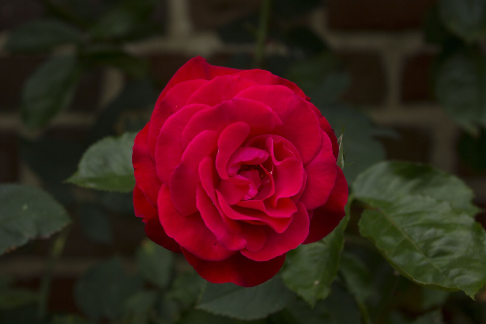 Canon EOS 60D + Canon EF-S 18-55mm F3.5-5.6 IS STM sample photo. Rose, garden, blossom photography