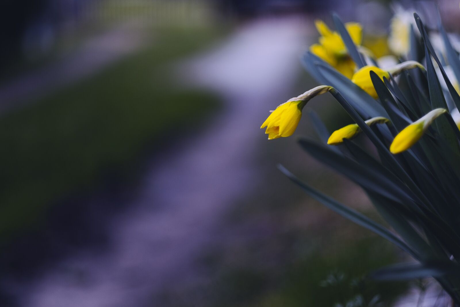 Fujifilm X-E1 sample photo. Flower, spring, background photography