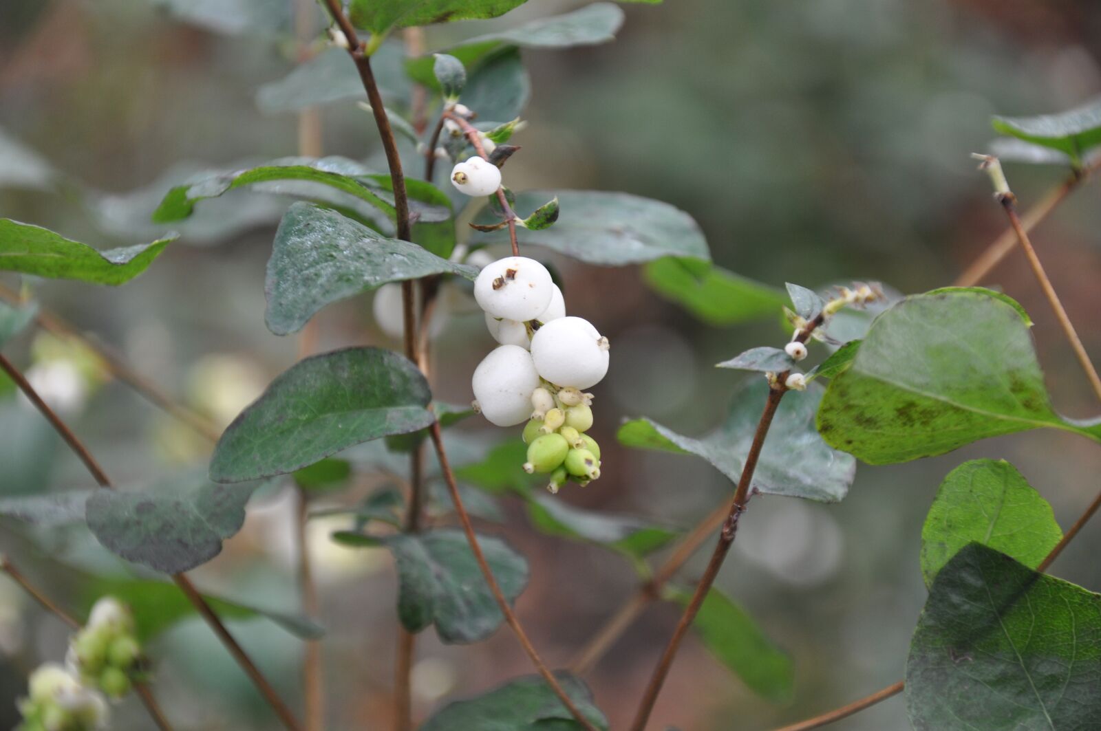 Nikon D90 sample photo. Autumn, berry, bush photography