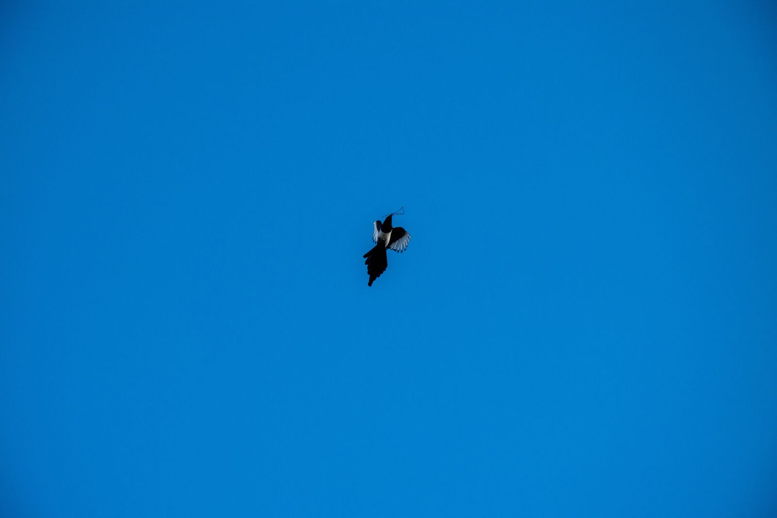 Nikon D5500 sample photo. Bird, nest, wildlife photography