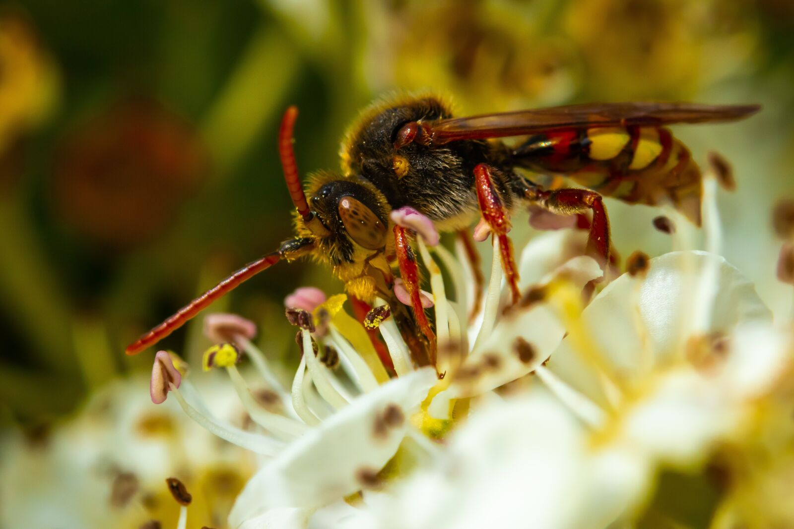 Canon EOS 80D sample photo. Insect, wasp, nature photography