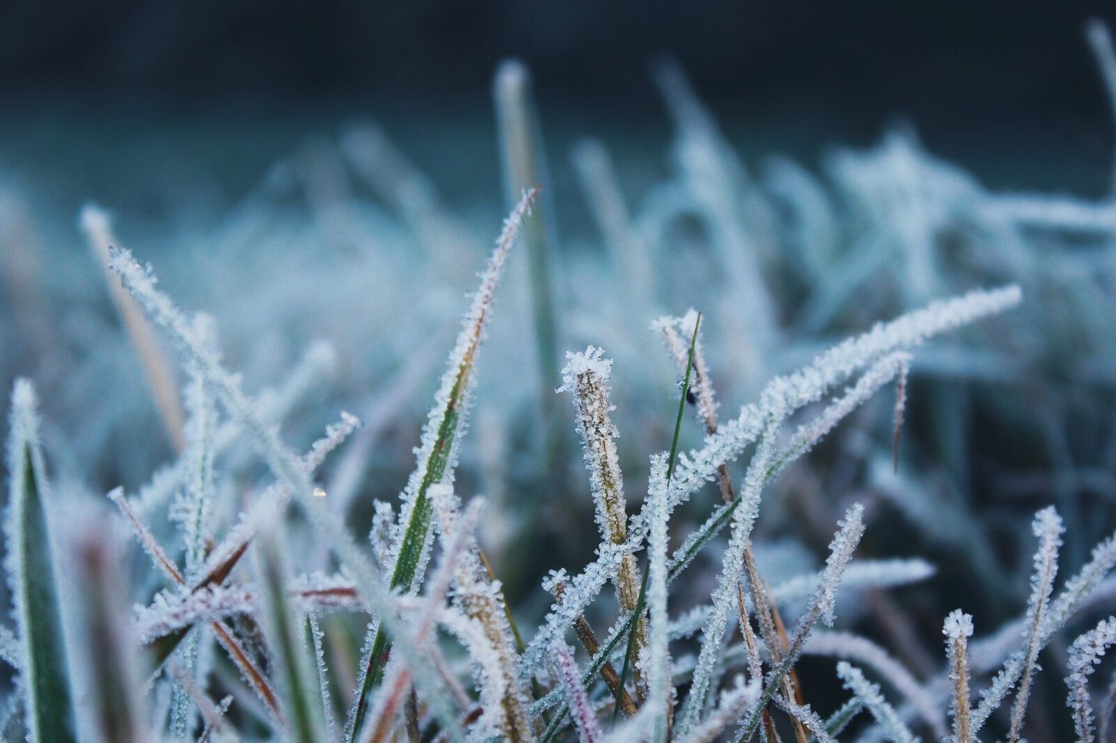 Canon EOS 1200D (EOS Rebel T5 / EOS Kiss X70 / EOS Hi) sample photo. Frost, nature, cold photography