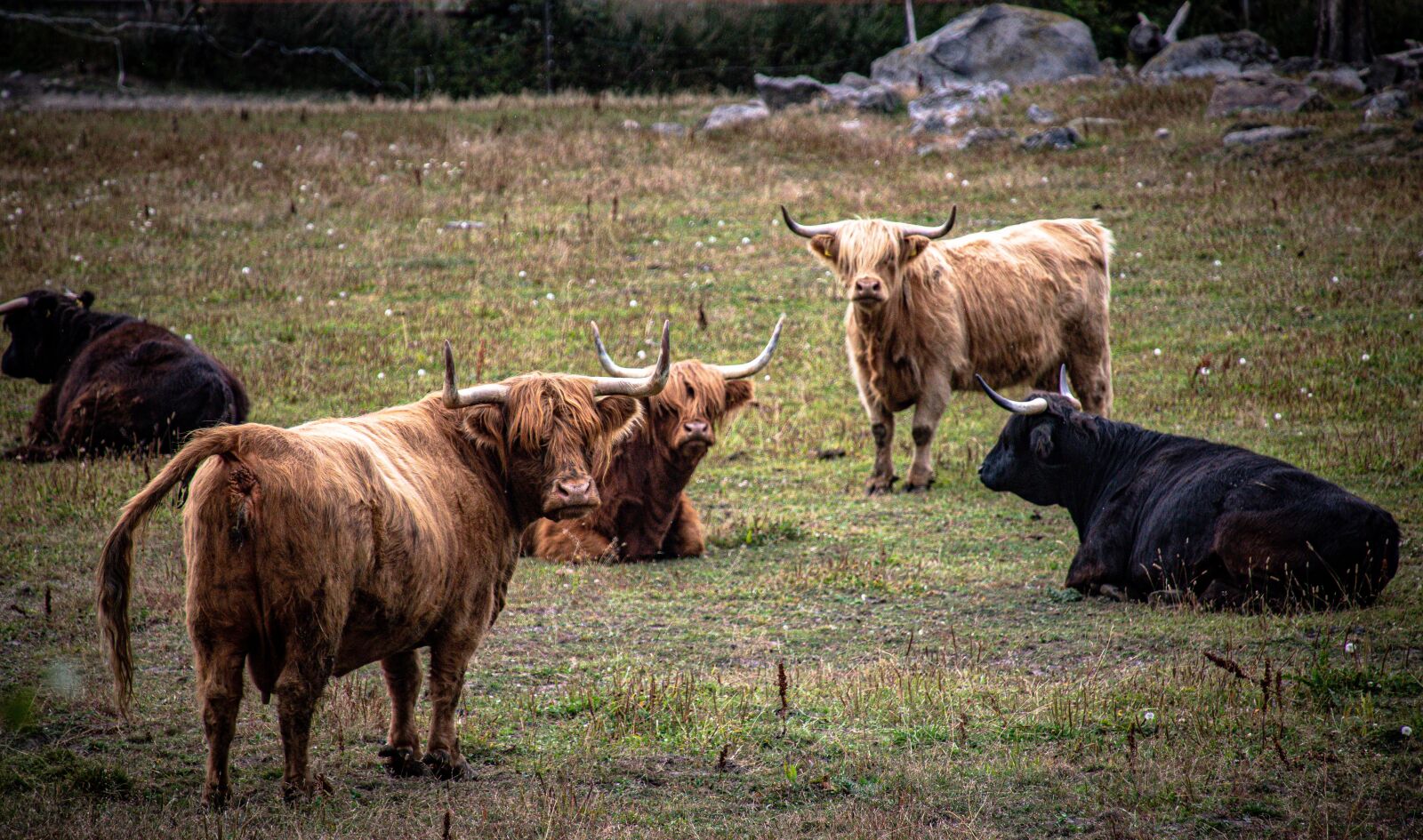 Canon EOS 6D Mark II sample photo. Cow, highland, nature photography