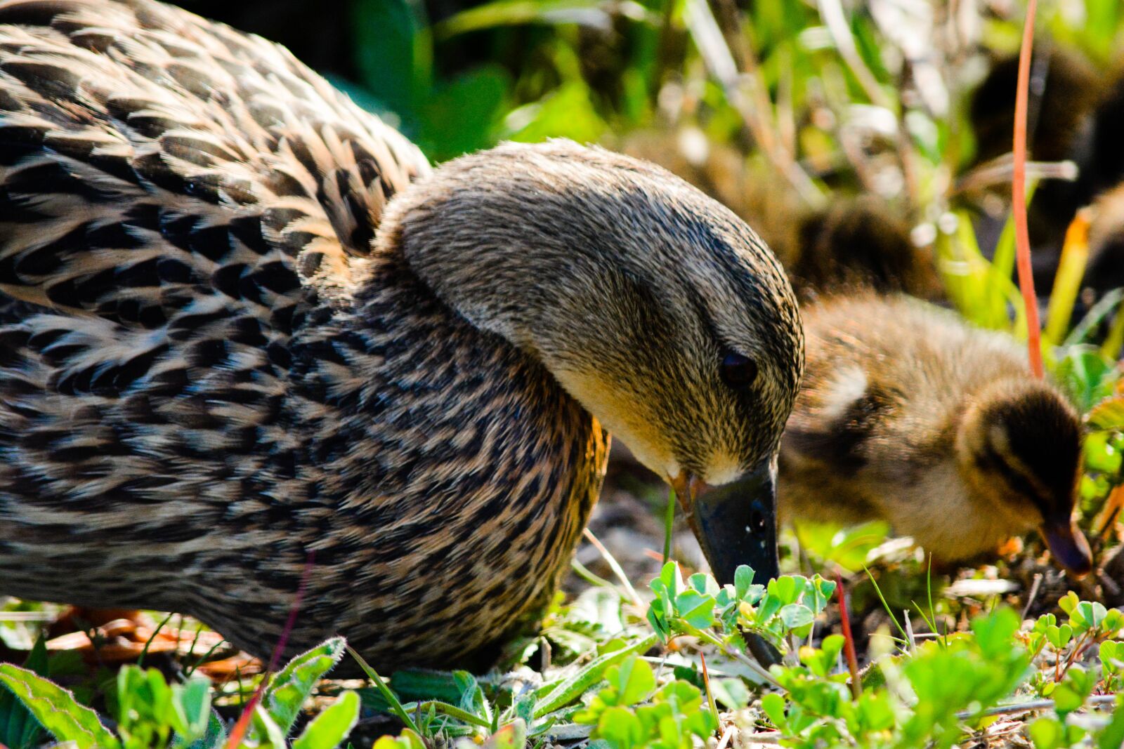 Nikon D5200 sample photo. Duck, bird, animal photography