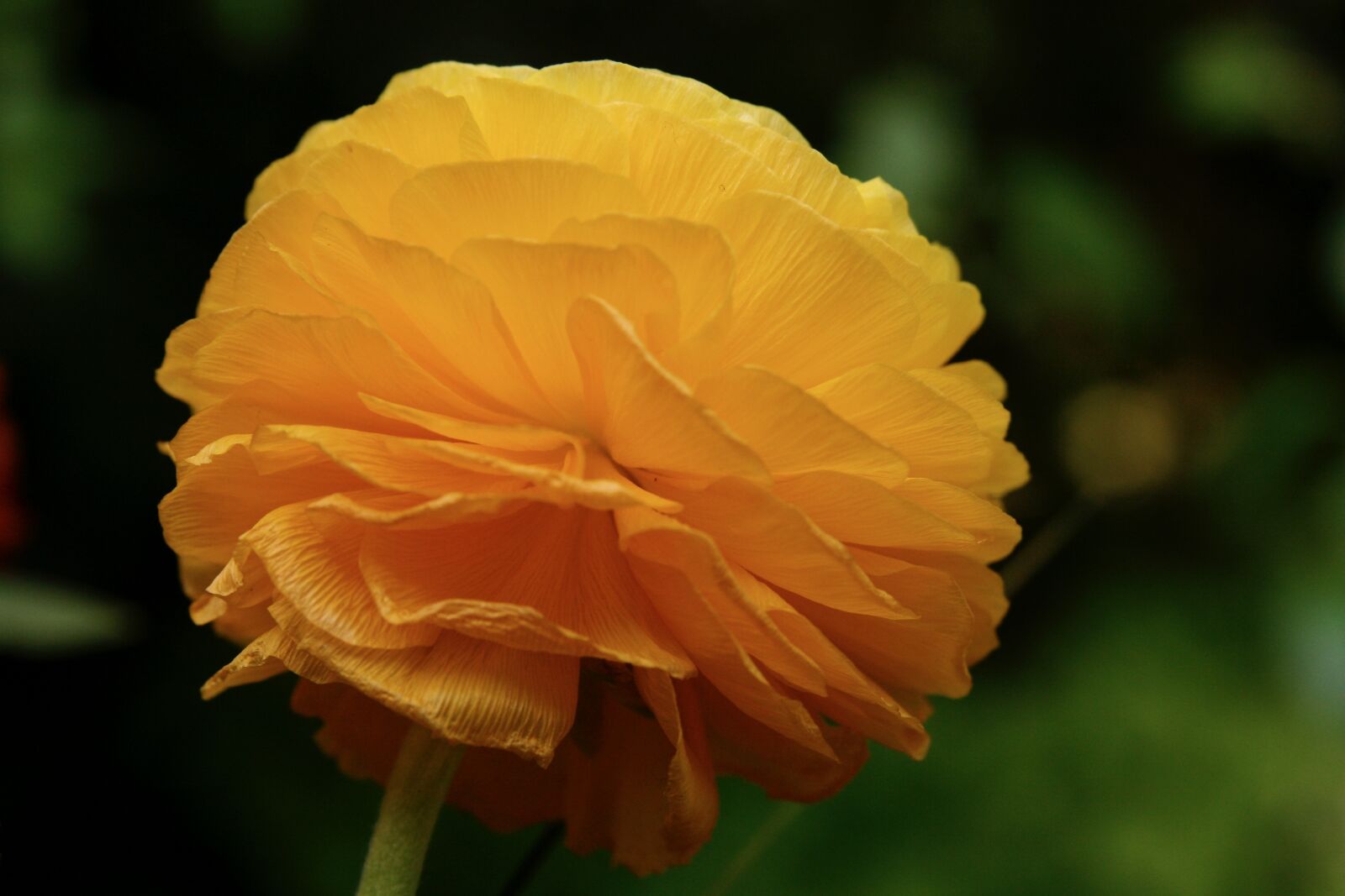 Canon EOS 400D (EOS Digital Rebel XTi / EOS Kiss Digital X) sample photo. Ranunculus, blossom, bloom photography