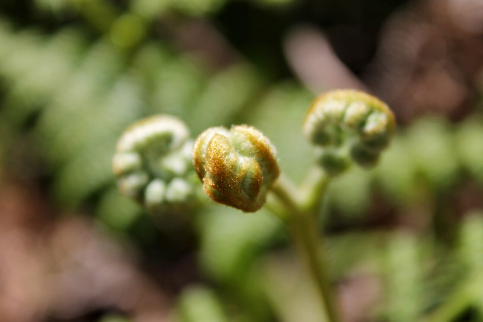 Canon EOS 1100D (EOS Rebel T3 / EOS Kiss X50) sample photo. Close-up, wild plant, plant photography