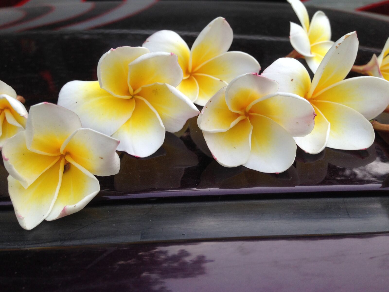 Apple iPhone 5 sample photo. Plumeria, flower, white, yellow photography