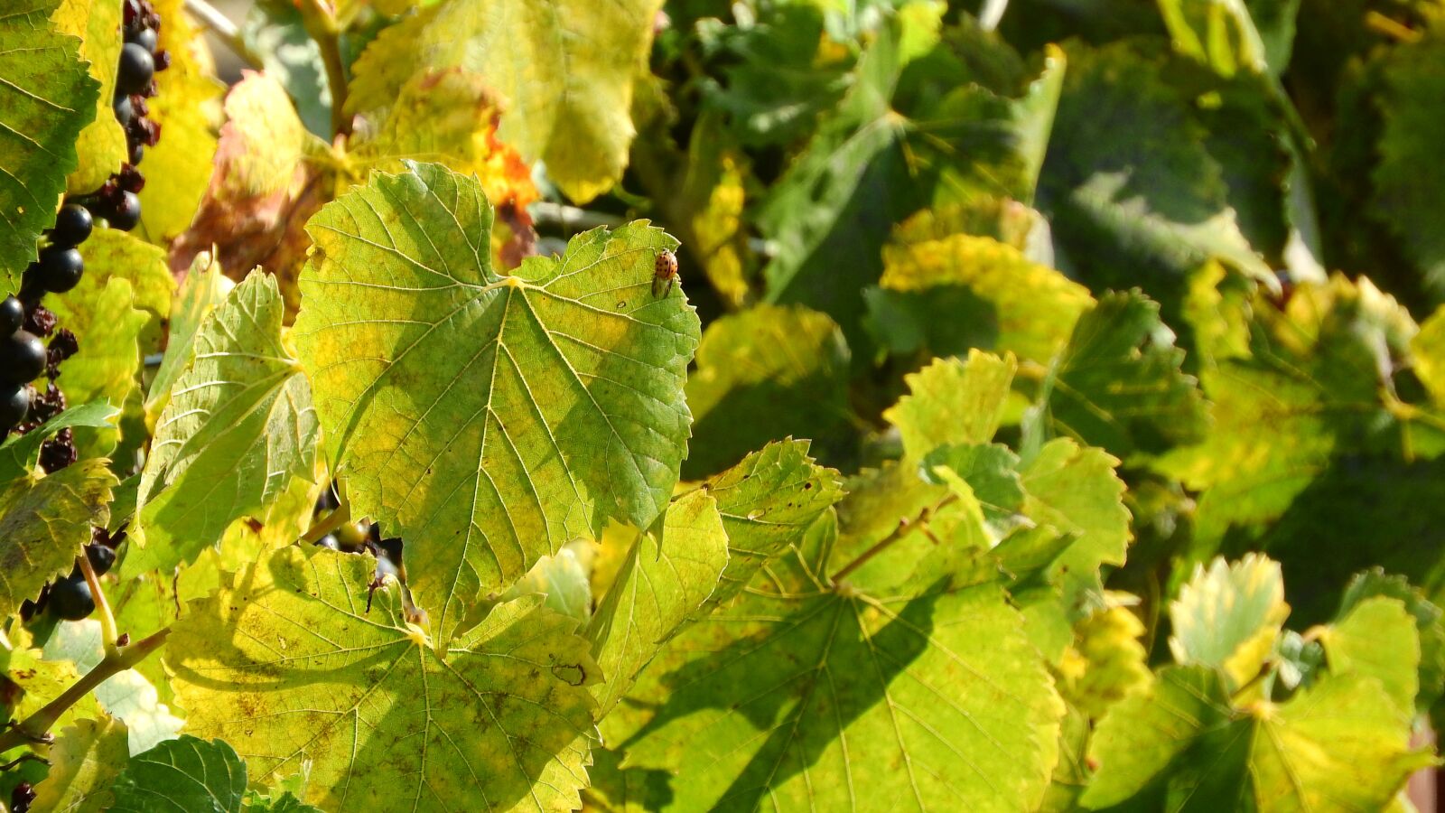 Nikon Coolpix P610 sample photo. Grapevine, twig vine, the photography