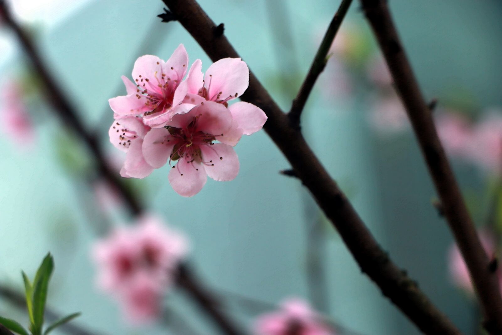 Canon EOS 70D sample photo. Spring, flower, peach blossom photography