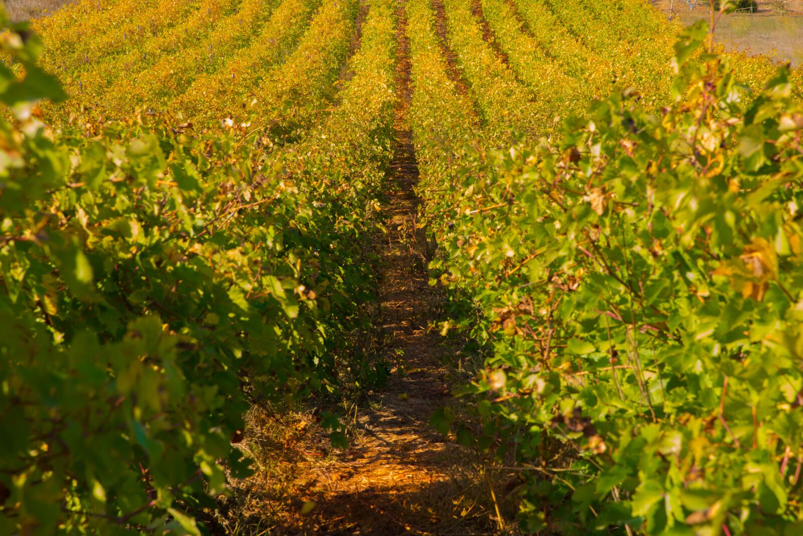 Nikon D750 sample photo. Vines, fall, vineyard photography
