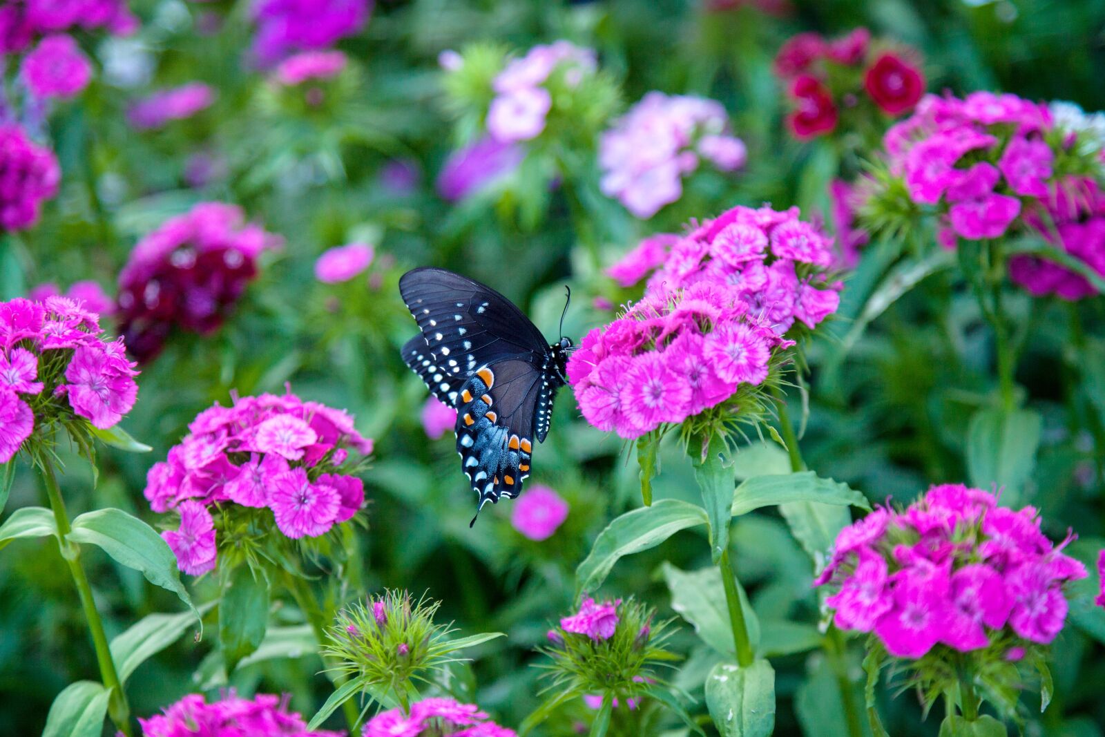 Canon EOS 5D Mark II sample photo. Butterfly, flowers, blossom photography