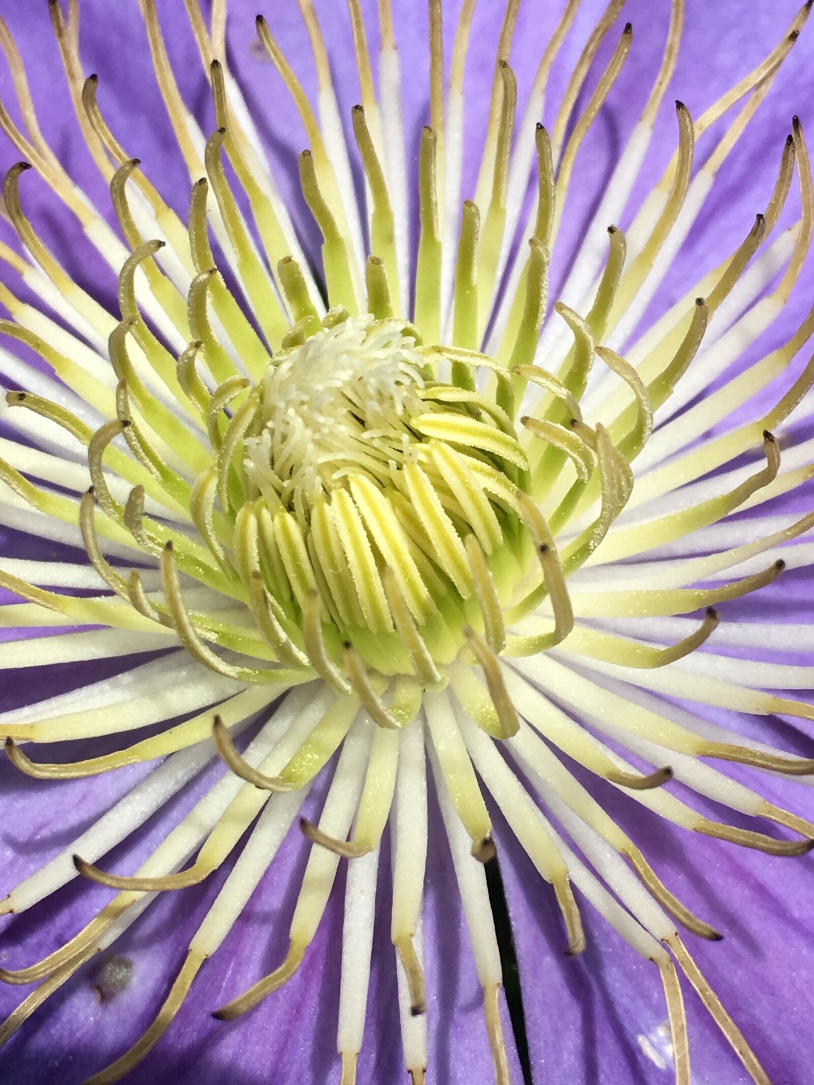 Apple iPhone 6s sample photo. Clematis, macro, flower photography