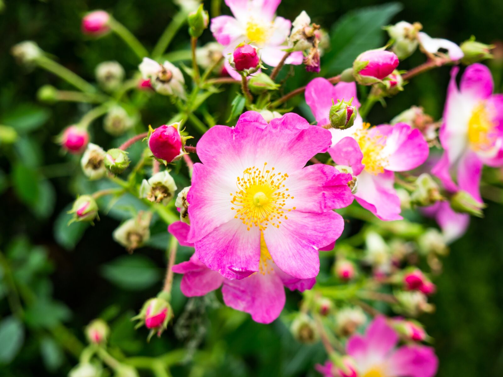 Olympus OM-D E-M10 sample photo. Outdoors, environment, green photography