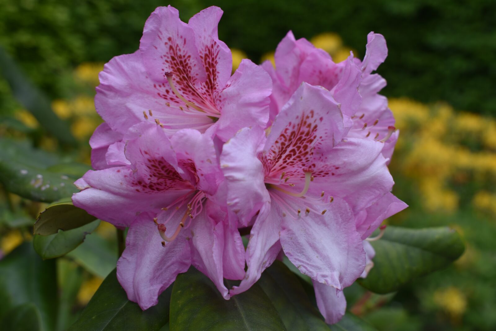 Nikon D3500 sample photo. Flowers, nature, spring photography