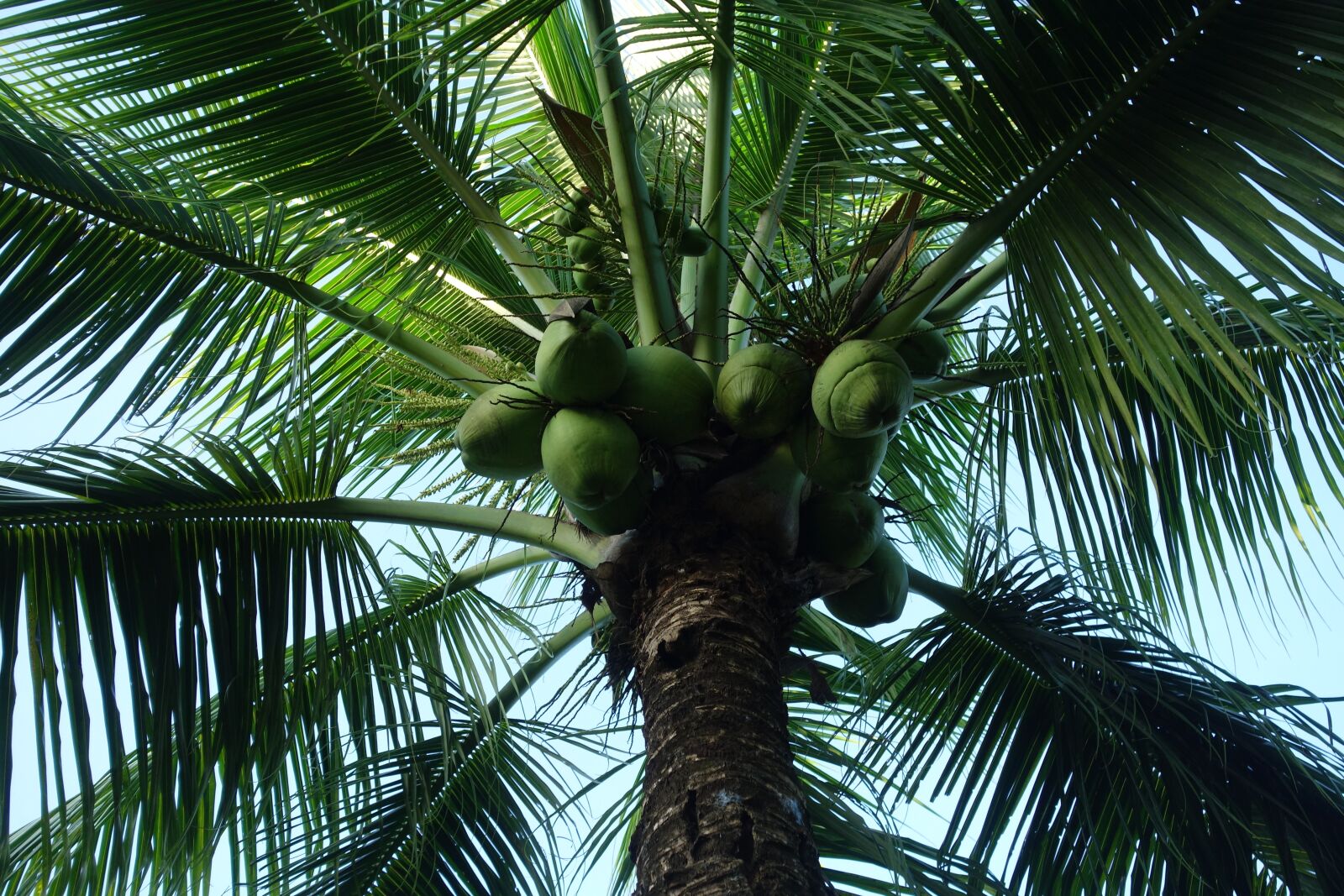 Sony Cyber-shot DSC-RX100 sample photo. Palm, tree, tropical photography