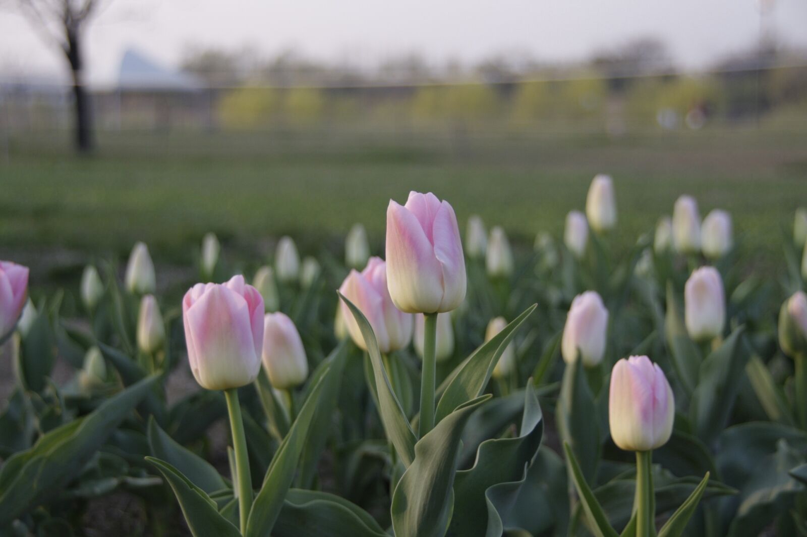 Canon EOS 40D sample photo. Flowers, nature, republic of photography