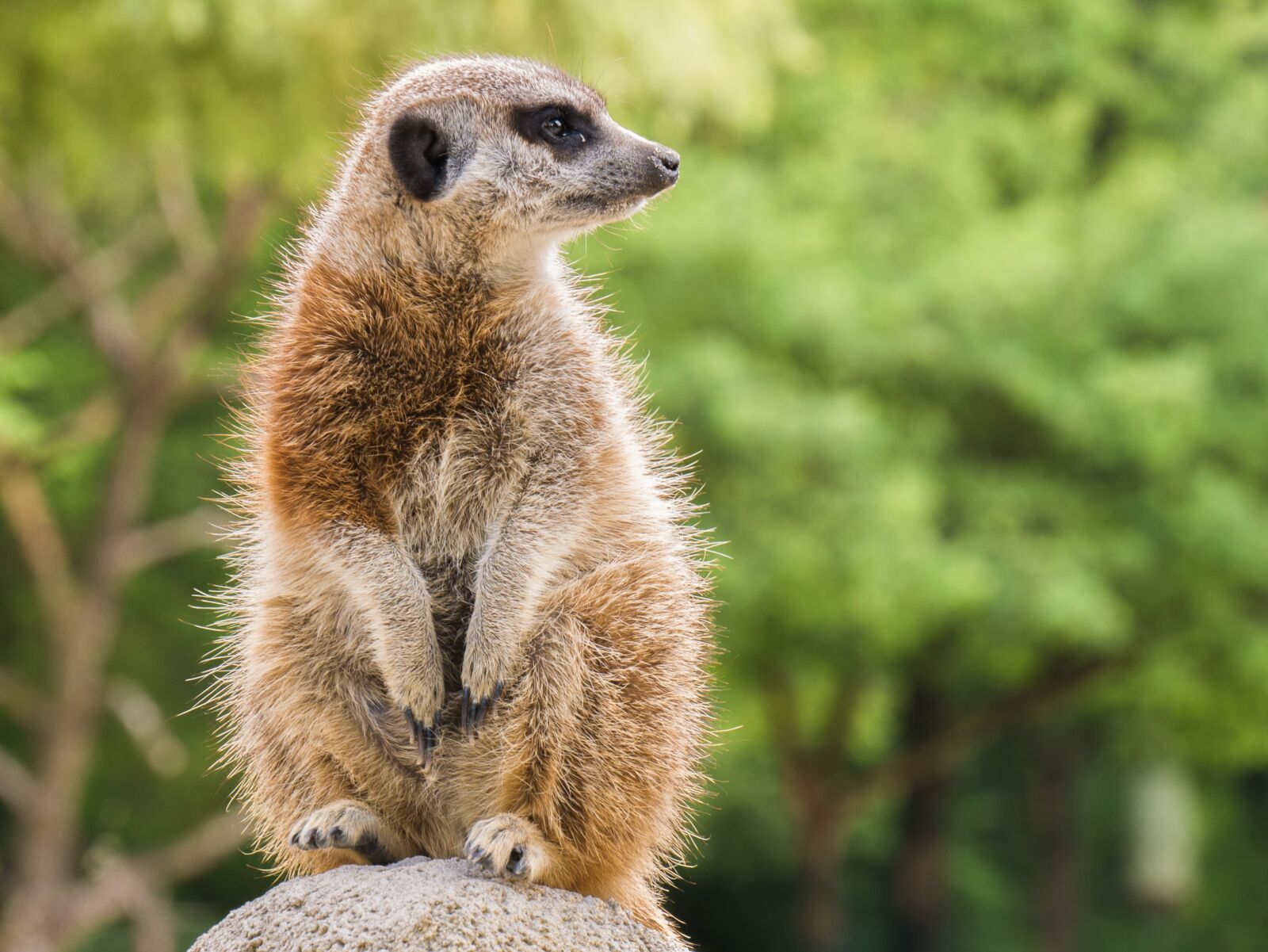 Panasonic DMC-G81 sample photo. Meerkat, animal, nager photography
