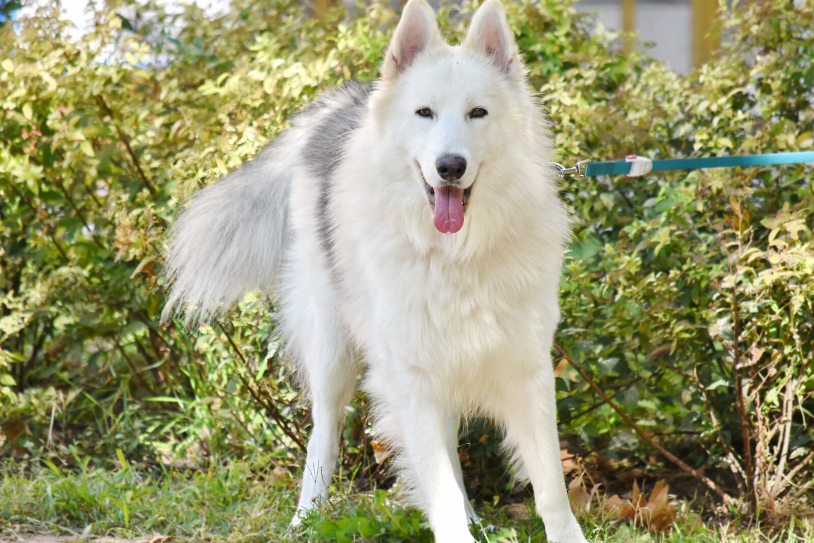 Nikon D5500 sample photo. Adorable, furry, garden, husky photography